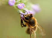 防封号外呼软件