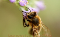 激活企业基因的短信轰在线轰炸免费下载