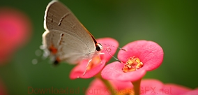 呼死你在线免费试用