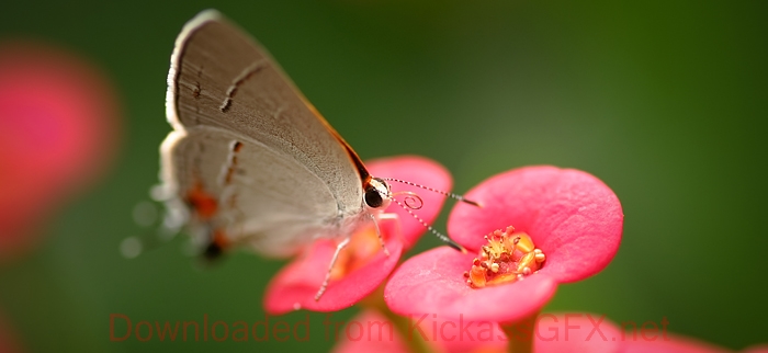 呼叫软件天天呼